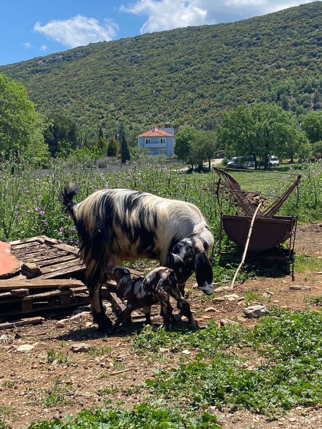 Menteşe’de 2026 Kurbanlık Fiyatları Belli Oldu 2
